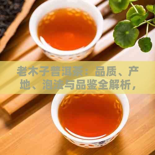 老木子普洱茶：品质、产地、泡法与品鉴全解析，让你全面了解普洱茶的魅力