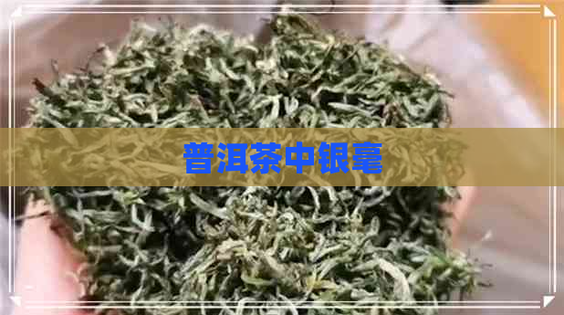 普洱茶中银毫