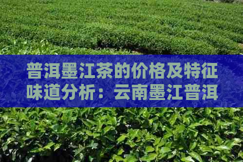 普洱墨江茶的价格及特征味道分析：云南墨江普洱茶的独特之处