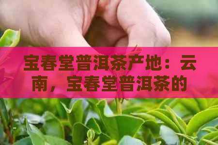 宝春堂普洱茶产地：云南，宝春堂普洱茶的正宗之地。