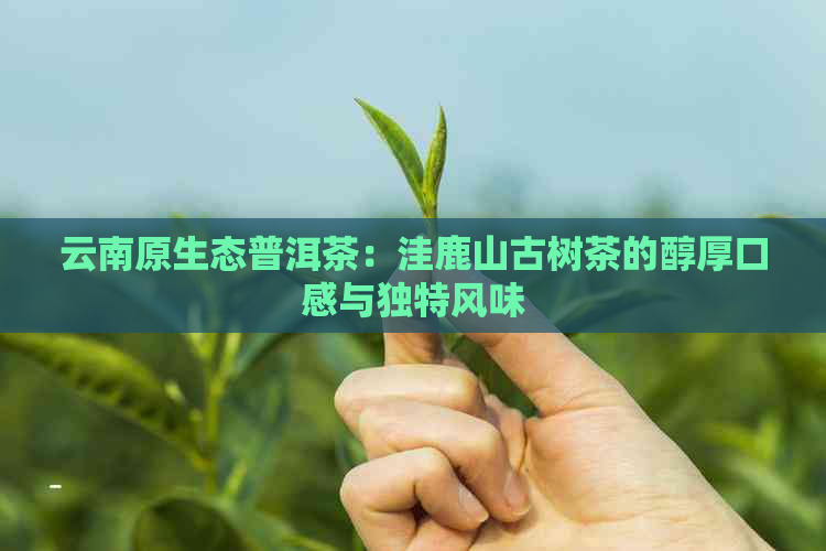 云南原生态普洱茶：洼鹿山古树茶的醇厚口感与独特风味