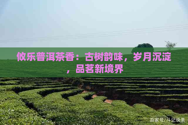 攸乐普洱茶香：古树韵味，岁月沉淀，品茗新境界