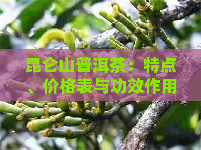 昆仑山普洱茶：特点、价格表与功效作用，如何正确泡制