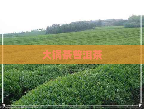 大锅茶普洱茶