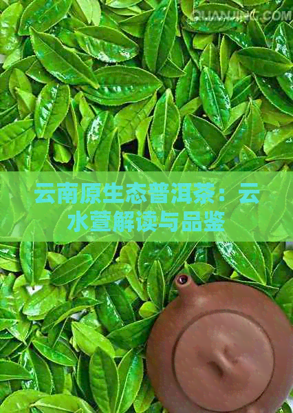 云南原生态普洱茶：云水萱解读与品鉴