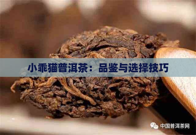 小乖猫普洱茶：品鉴与选择技巧