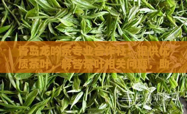 青岛龙吟茶专业合作社：提供优质茶叶，解答茶叶相关问题，助力茶文化传承