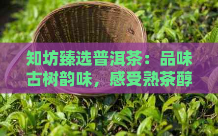 知坊臻选普洱茶：品味古树韵味，感受熟茶醇香