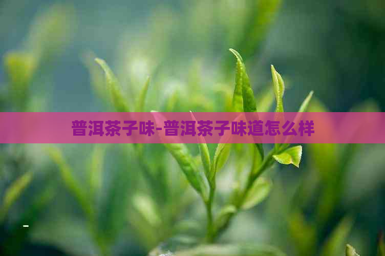 普洱茶子味-普洱茶子味道怎么样