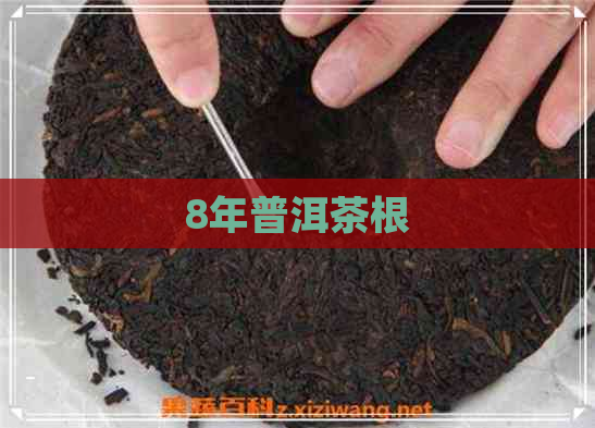 8年普洱茶根