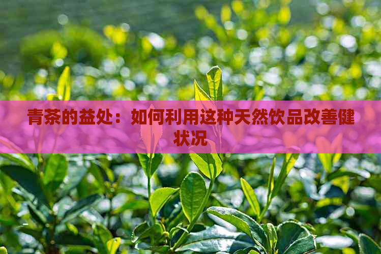 青茶的益处：如何利用这种天然饮品改善健状况