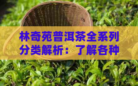 林奇苑普洱茶全系列分类解析：了解各种茶叶的特点、品质与冲泡方法