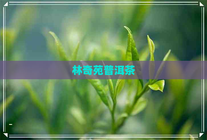 林奇苑普洱茶