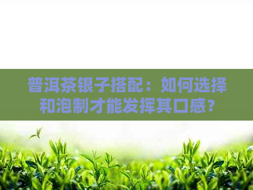 普洱茶银子搭配：如何选择和泡制才能发挥其口感？