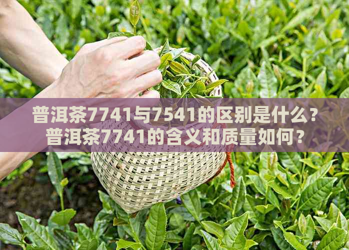 普洱茶7741与7541的区别是什么？普洱茶7741的含义和质量如何？