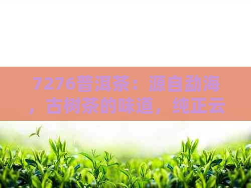 7276普洱茶：源自勐海，古树茶的味道，纯正云南大叶种茶叶，独享醇厚口感