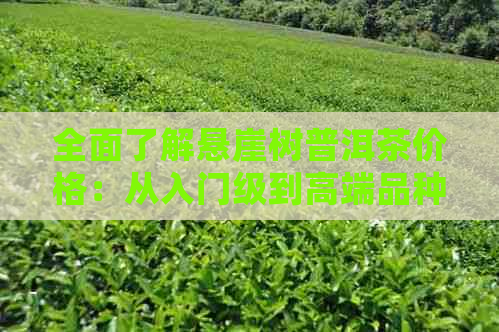 全面了解悬崖树普洱茶价格：从入门级到高端品种一应俱全的价格表解析