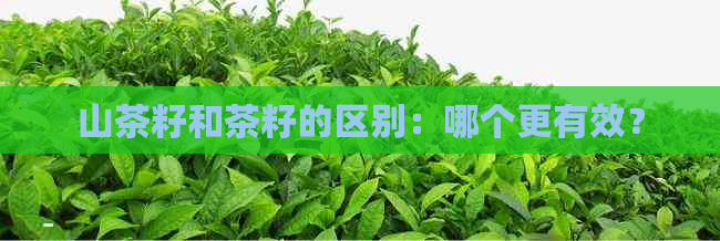 山茶籽和茶籽的区别：哪个更有效？