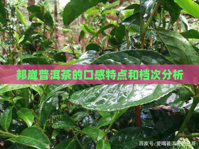 邦崴普洱茶的口感特点和档次分析