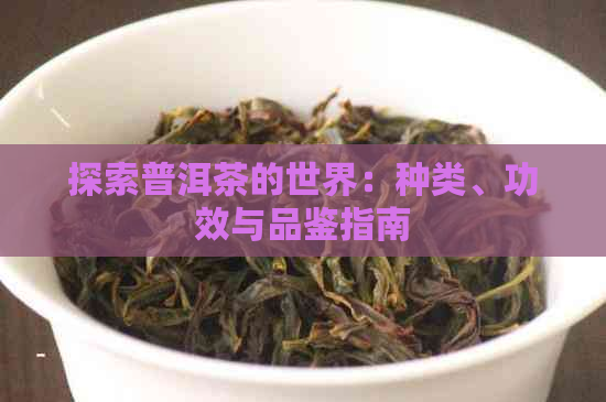 探索普洱茶的世界：种类、功效与品鉴指南