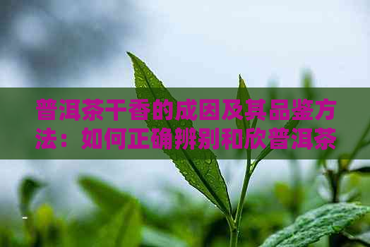 普洱茶干香的成因及其品鉴方法：如何正确辨别和欣普洱茶的干香？