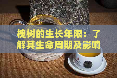 槐树的生长年限：了解其生命周期及影响因素