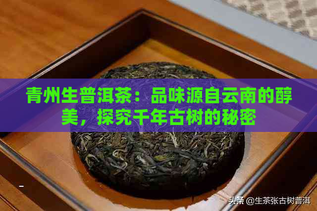 青州生普洱茶：品味源自云南的醇美，探究千年古树的秘密