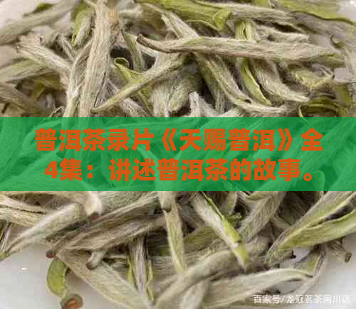 普洱茶录片《天赐普洱》全4集：讲述普洱茶的故事。第三即将上映！