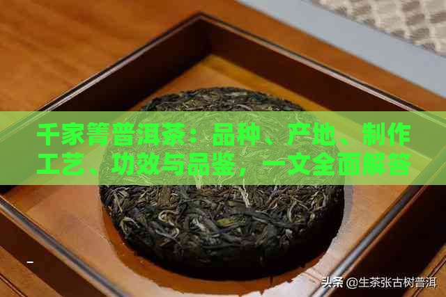 千家箐普洱茶：品种、产地、制作工艺、功效与品鉴，一文全面解答您的疑问