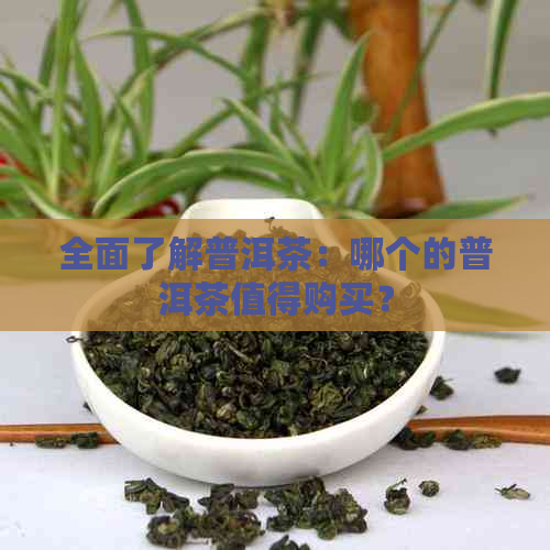 全面了解普洱茶：哪个的普洱茶值得购买？