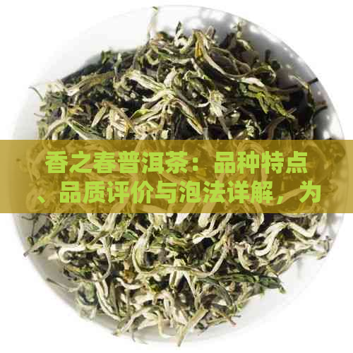 香之春普洱茶：品种特点、品质评价与泡法详解，为品茗爱好者提供全面指南