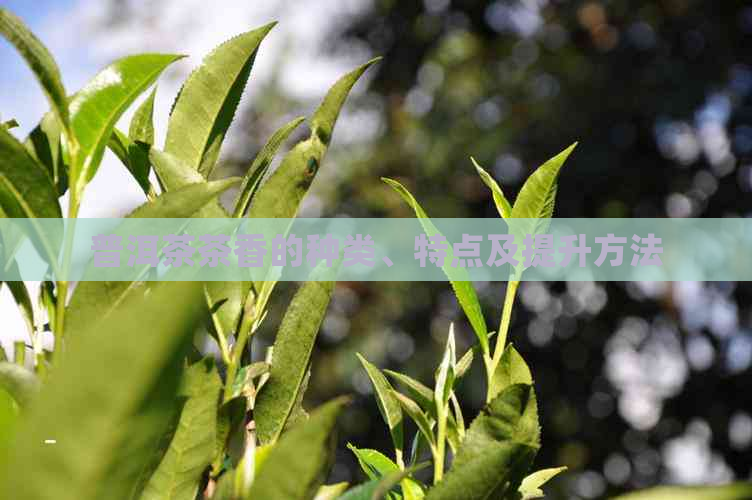 普洱茶茶香的种类、特点及提升方法