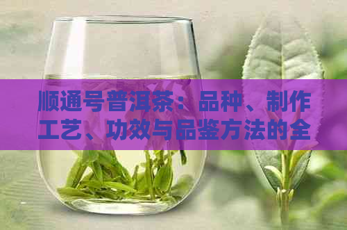 顺通号普洱茶：品种、制作工艺、功效与品鉴方法的全面解析与推荐