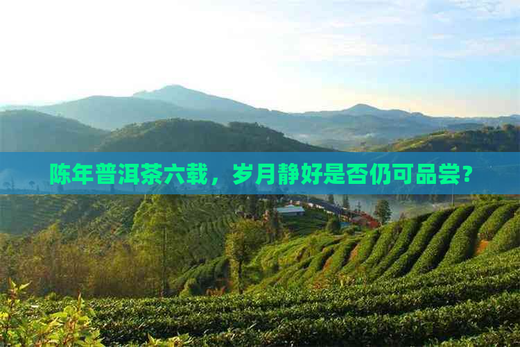 陈年普洱茶六载，岁月静好是否仍可品尝？