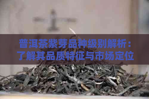 普洱茶紫芽品种级别解析：了解其品质特征与市场定位