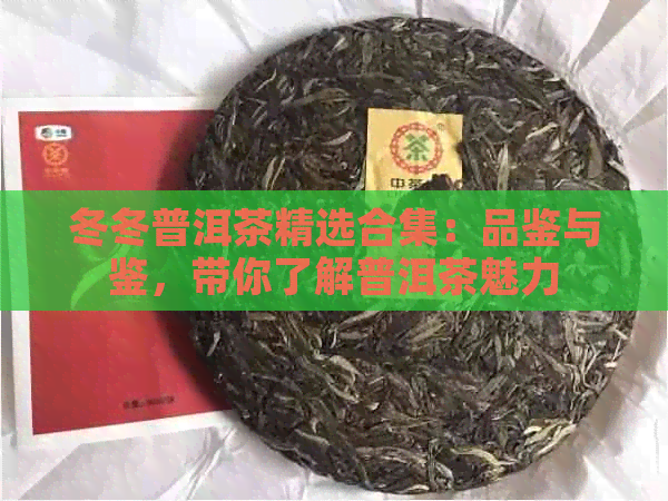 冬冬普洱茶精选合集：品鉴与鉴，带你了解普洱茶魅力