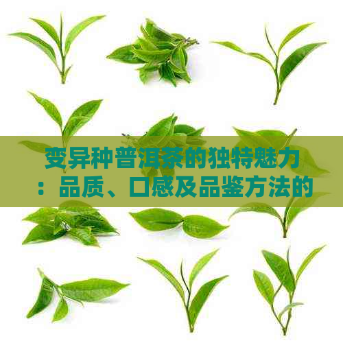 变异种普洱茶的独特魅力：品质、口感及品鉴方法的全面解析