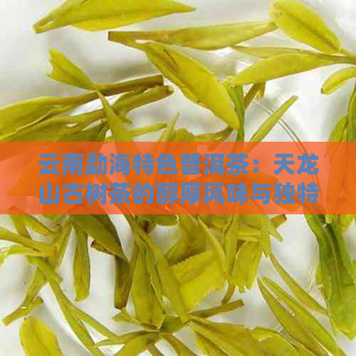 云南勐海特色普洱茶：天龙山古树茶的醇厚风味与独特韵味