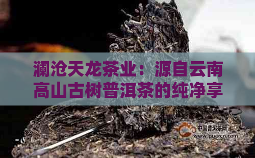 澜沧天龙茶业：源自云南高山古树普洱茶的纯净享受