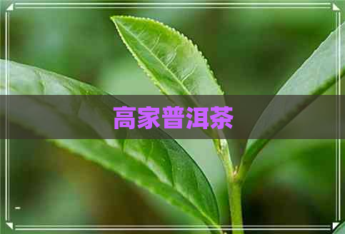 高家普洱茶