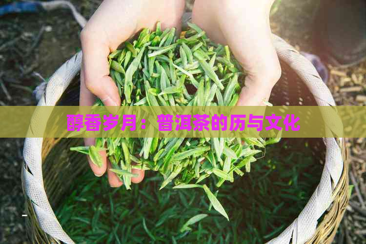 醇香岁月：普洱茶的历与文化