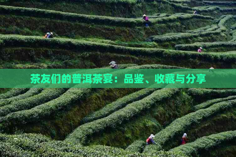 茶友们的普洱茶宴：品鉴、收藏与分享