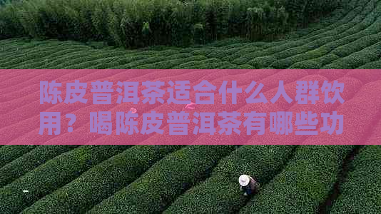 陈皮普洱茶适合什么人群饮用？喝陈皮普洱茶有哪些功效与禁忌？