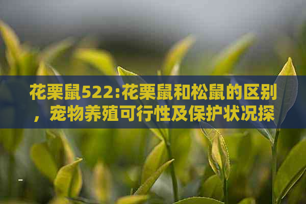 花栗鼠522:花栗鼠和松鼠的区别，宠物养殖可行性及保护状况探究