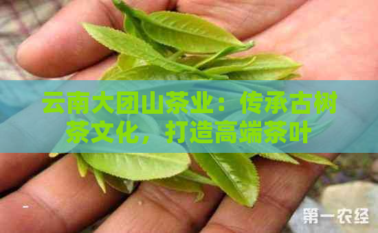 云南大团山茶业：传承古树茶文化，打造高端茶叶