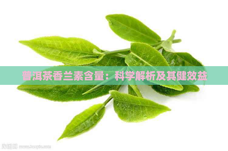 普洱茶香兰素含量：科学解析及其健效益