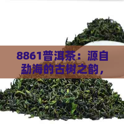 8861普洱茶：源自勐海的古树之韵，品鉴云南大叶茶的独特魅力