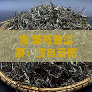 新 蓉号普洱茶：源自云南古树，传承百年工艺的纯正口感