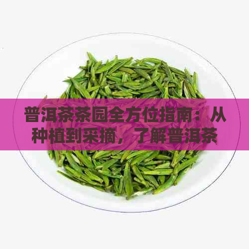 普洱茶茶园全方位指南：从种植到采摘，了解普洱茶的完整过程与品质特点