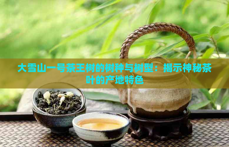 大雪山一号茶王树的树种与树型：揭示神秘茶叶的产地特色